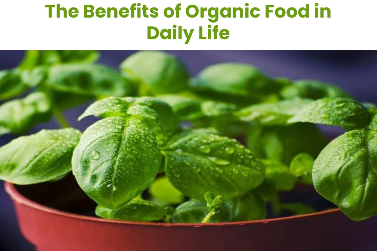 The Benefits of Organic Food in Daily Life