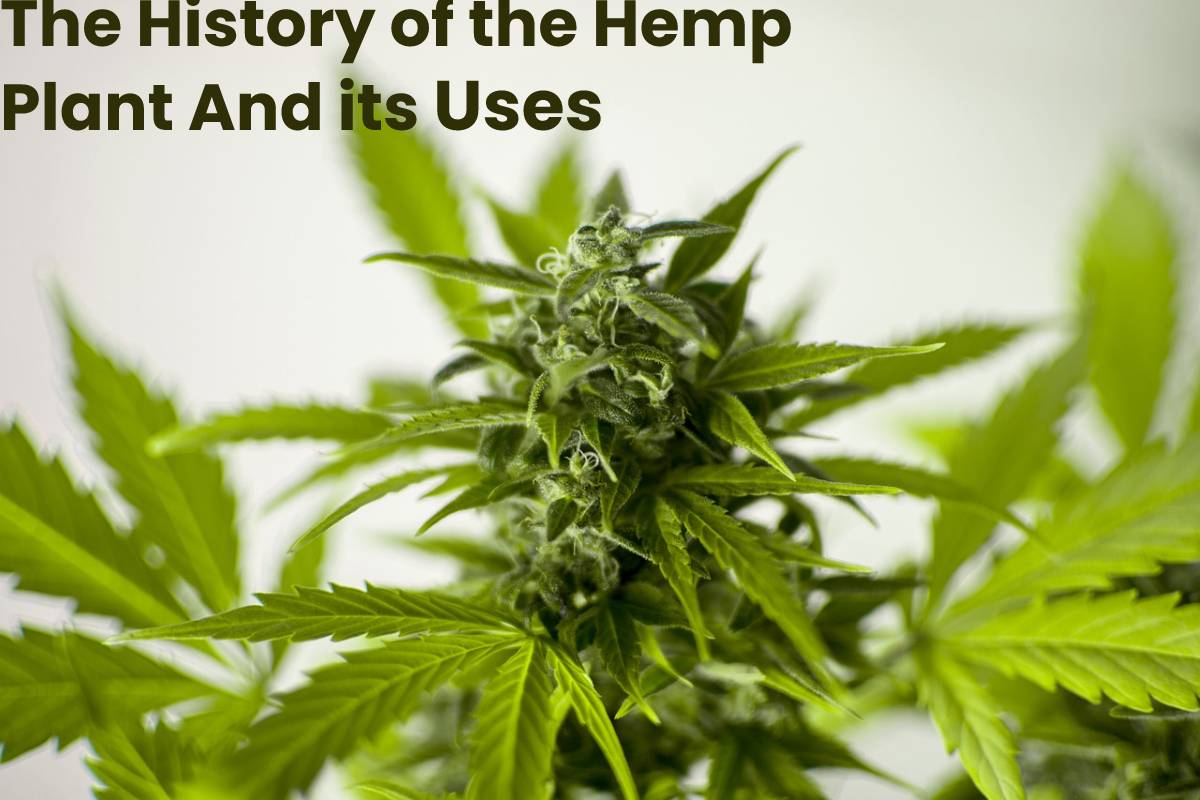 The History of the Hemp Plant And its Uses