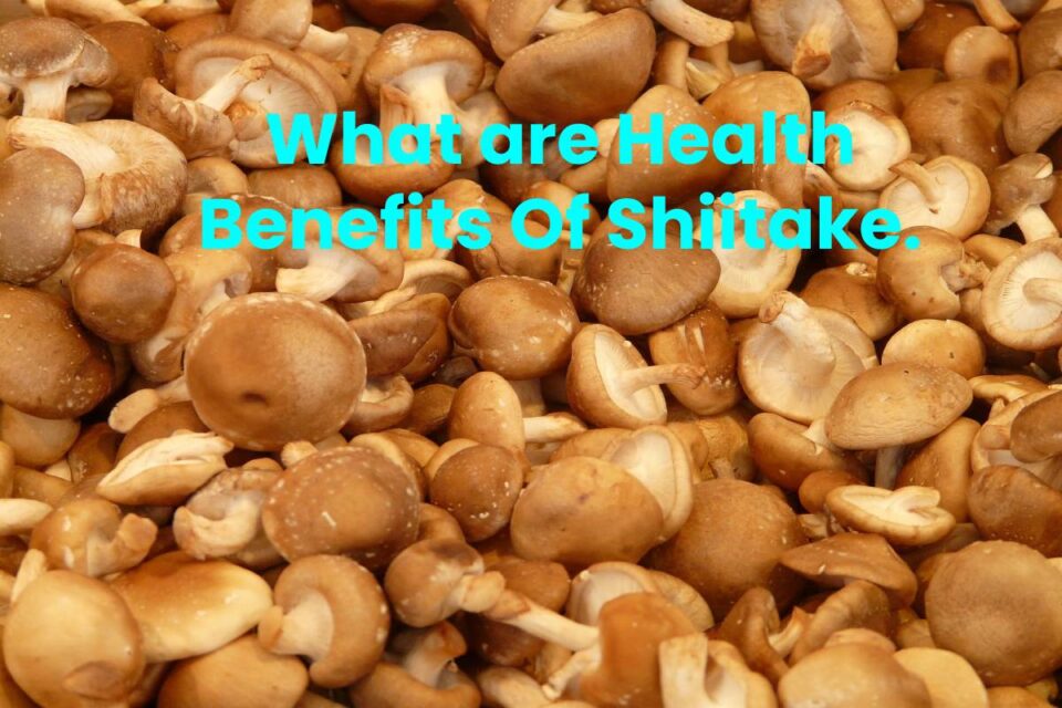 What are Health Benefits Of Shiitake.Health Bloging