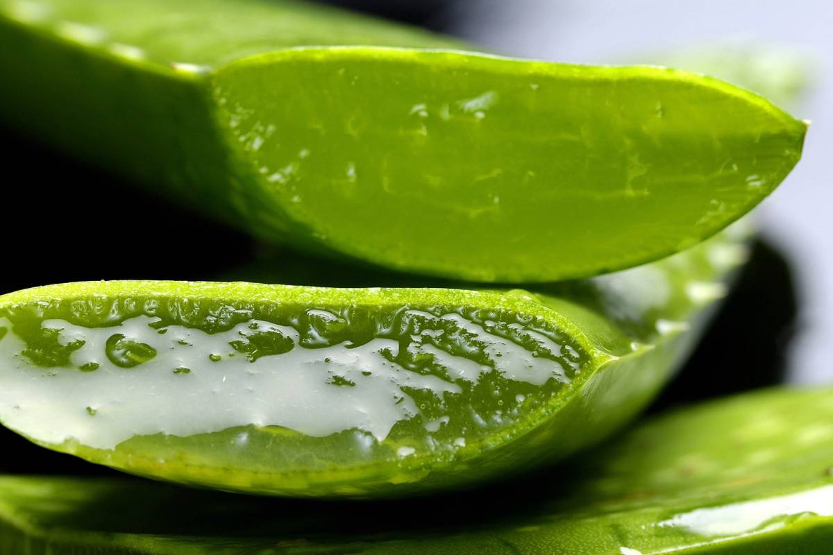 Aloe Vera: The Plant With Multiple Benefits