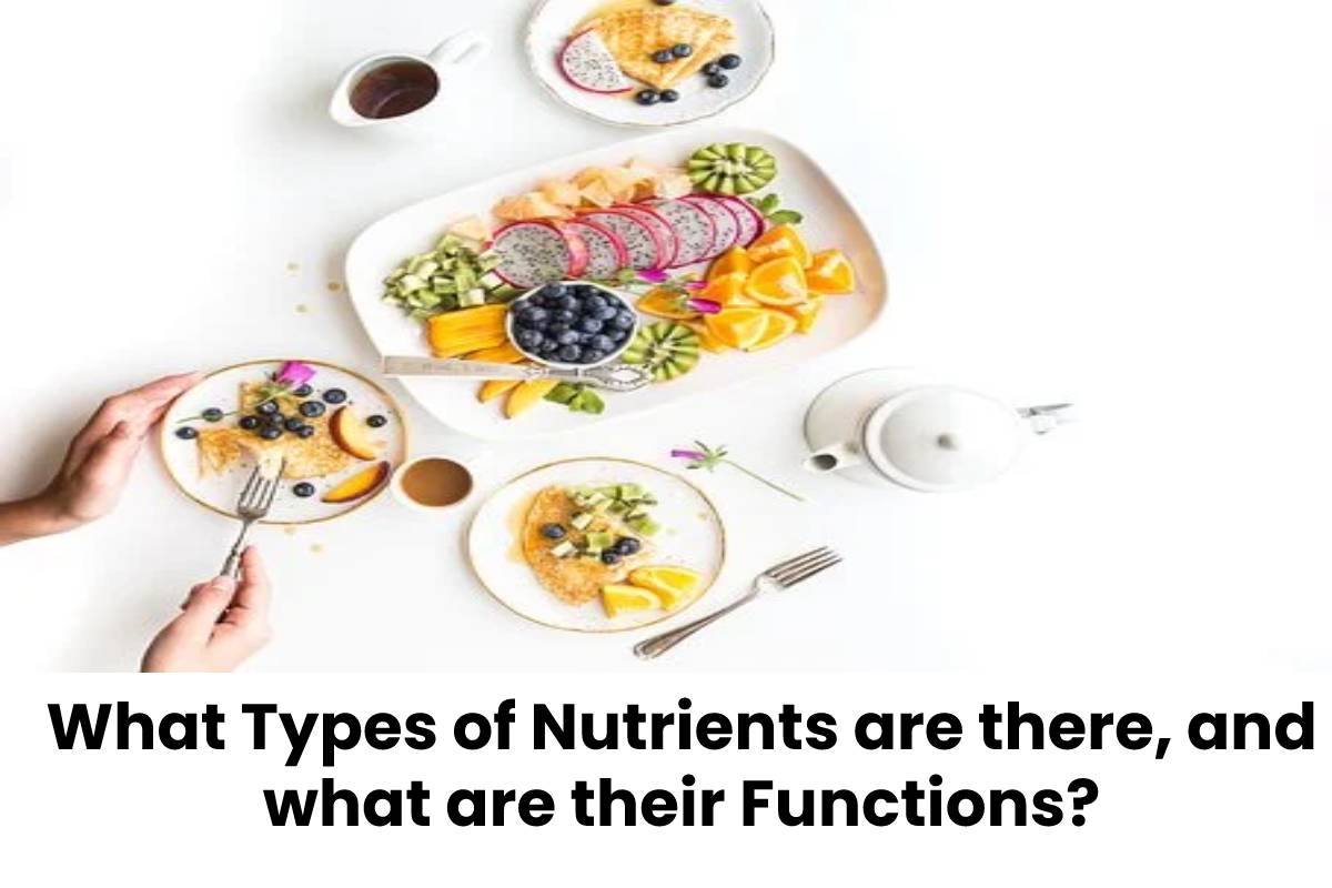 What Types of Nutrients are there, and what are their Functions?