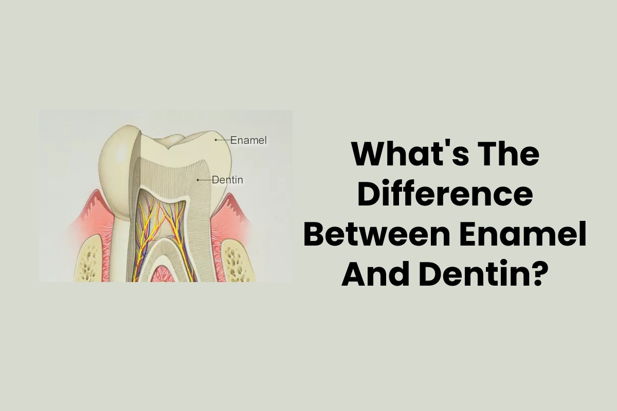 What's The Difference Between Enamel And Dentin?