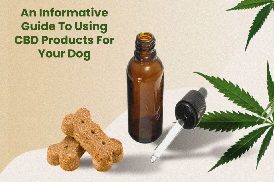 An Informative Guide To Using CBD Products For Your Dog