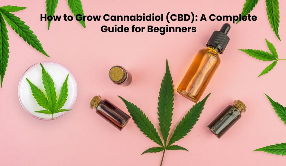 How to Grow Cannabidiol (CBD): A Complete Guide for Beginners