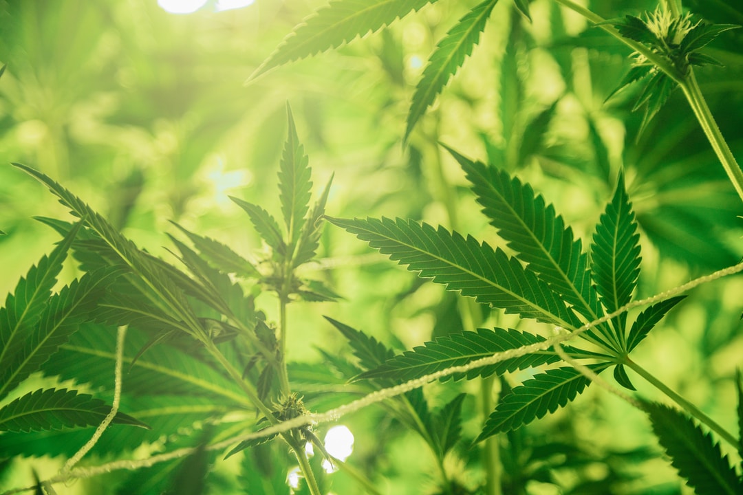 cannabidoil