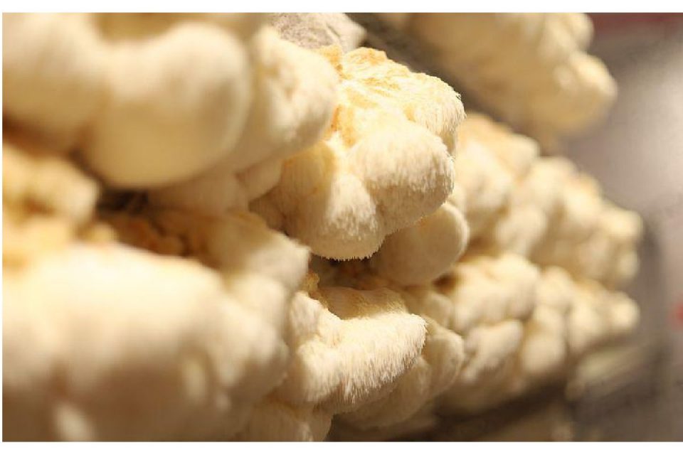 Impressive Health Benefits of Lion’s Mane Mushrooms