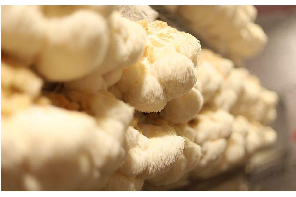 Impressive Health Benefits of Lion’s Mane Mushrooms