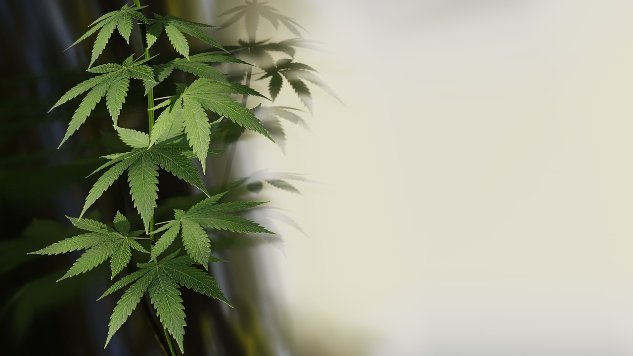 Is THC-O Legal?