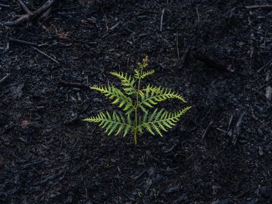 How ROMTech ® Continues to Create More Innovative Ways of Recovery