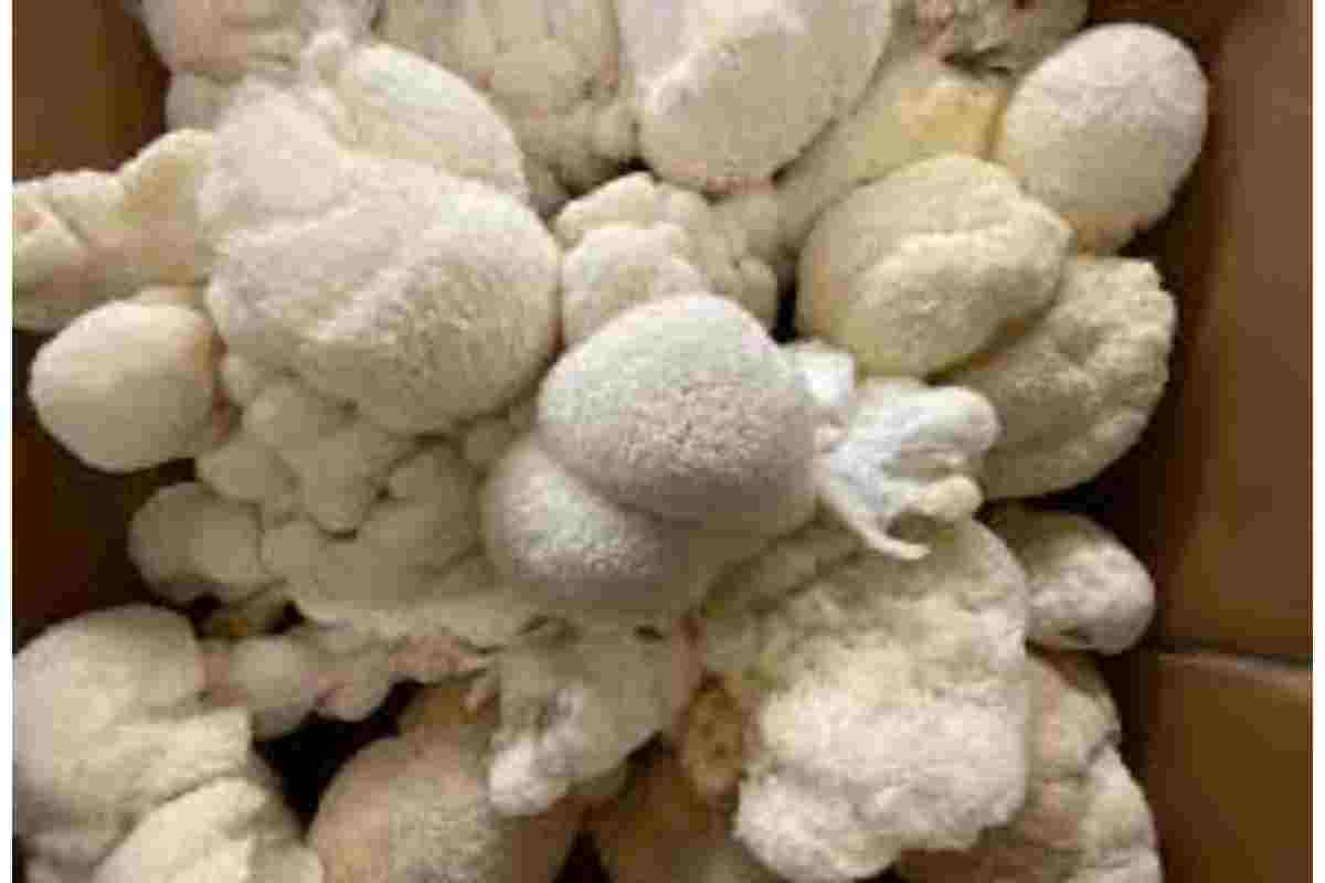 health benefits of lion’s mane mushrooms